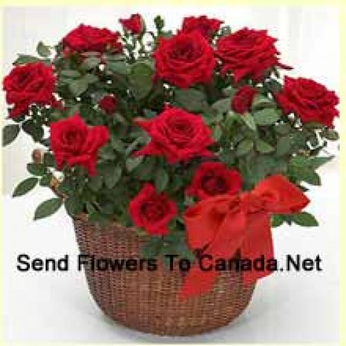 19 Graceful Red Roses