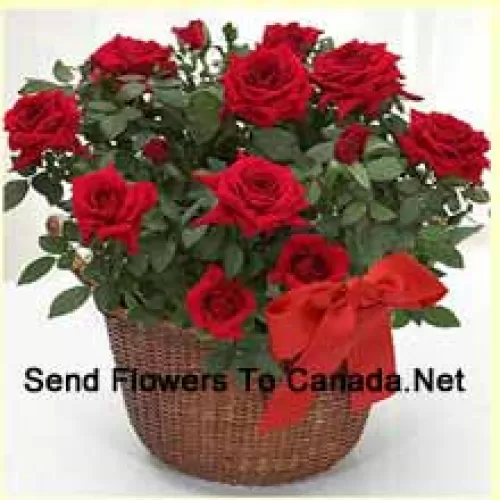 A Beautiful Arrangement Of 19 Red Roses With Seasonal Fillers