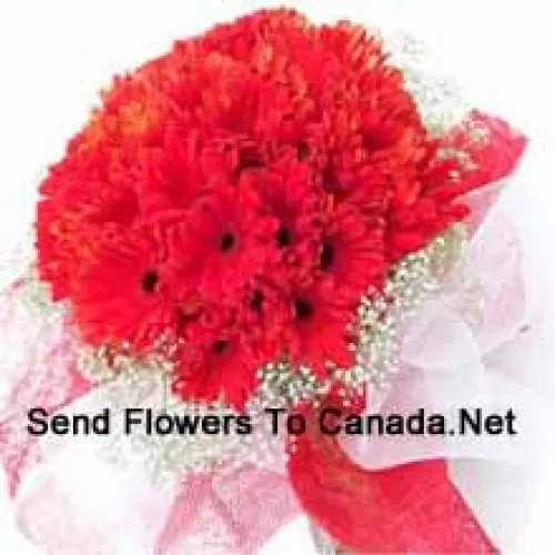 A Beautiful Bunch Of 37 Red Gerberas With Seasonal Fillers