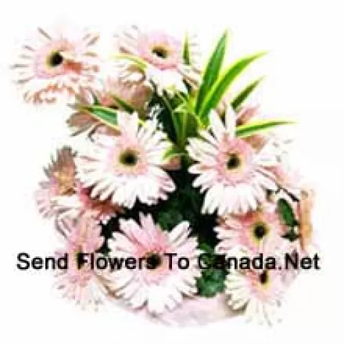 Basket Of 15 Pink Colored Gerberas