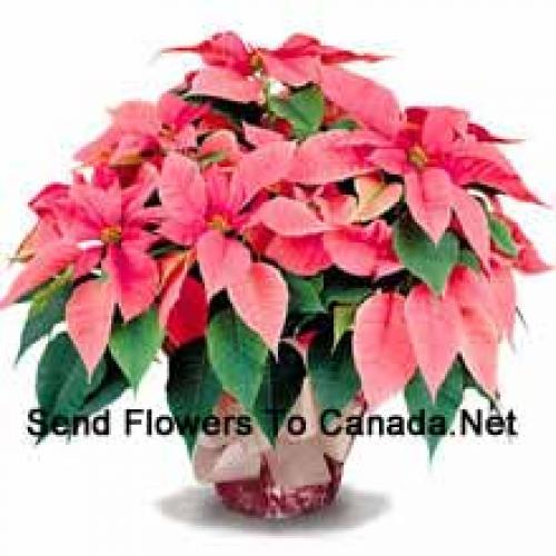 Elegant Poinsettias with Leaves